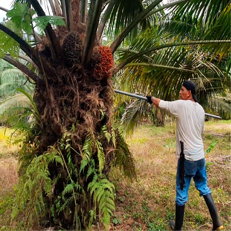 Cosecha-1_Mesa de trabajo 1
