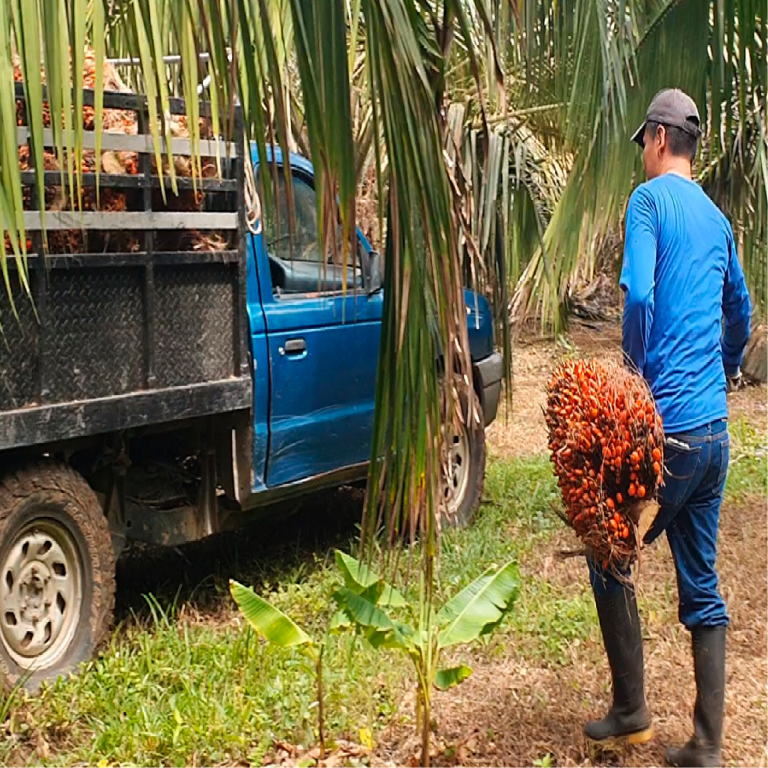 Cosecha-2_Mesa de trabajo 1