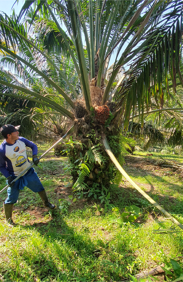 Limpieza-2_Mesa de trabajo 1