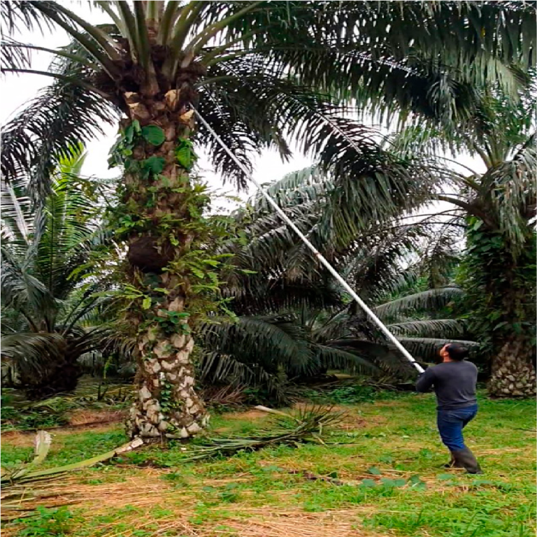 Cosecha-3_Mesa de trabajo 1