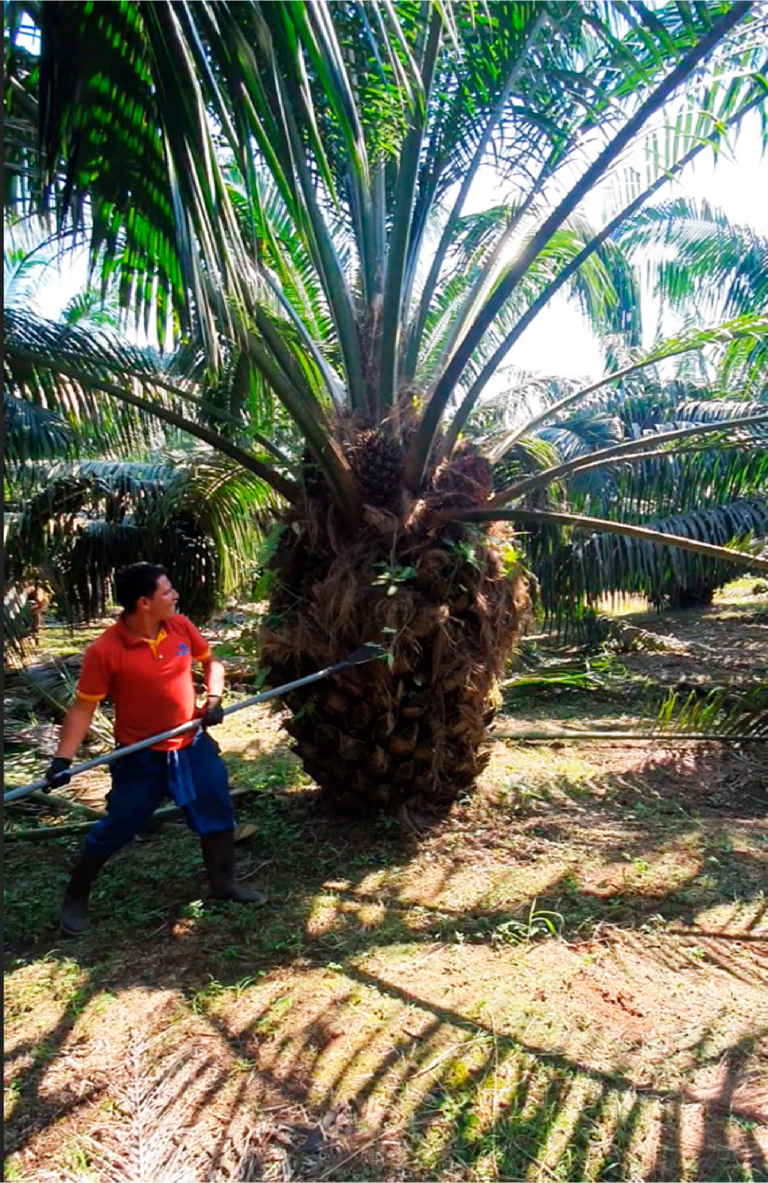 Limpieza-3_Mesa de trabajo 1