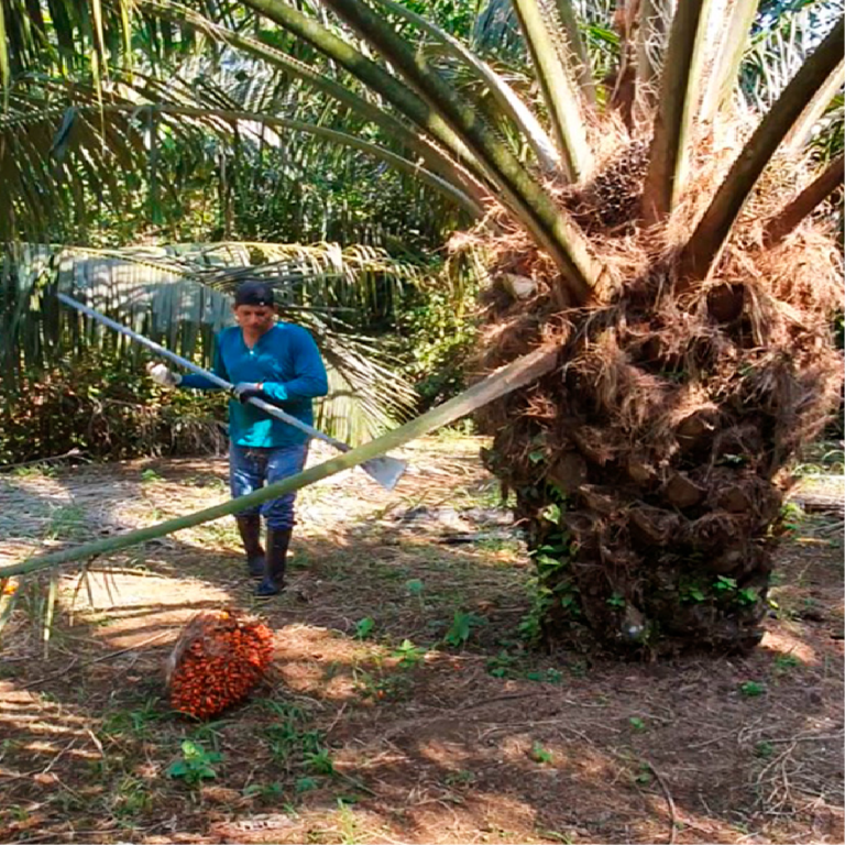 Cosecha-4_Mesa de trabajo 1